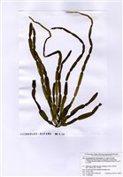 藏品(單管藻)的圖片